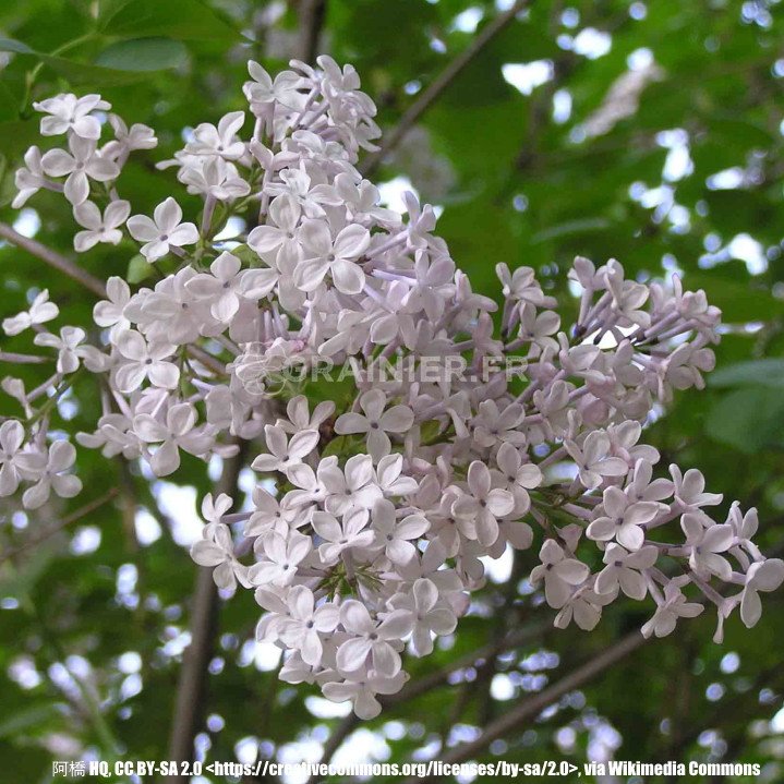 Manchuria lilac, Syringa Oblata image
